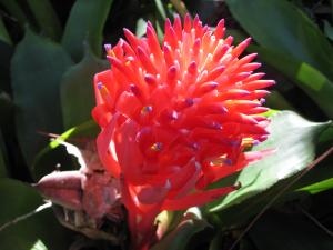 Billbergia pyramidalis 2 - HFL.JPG